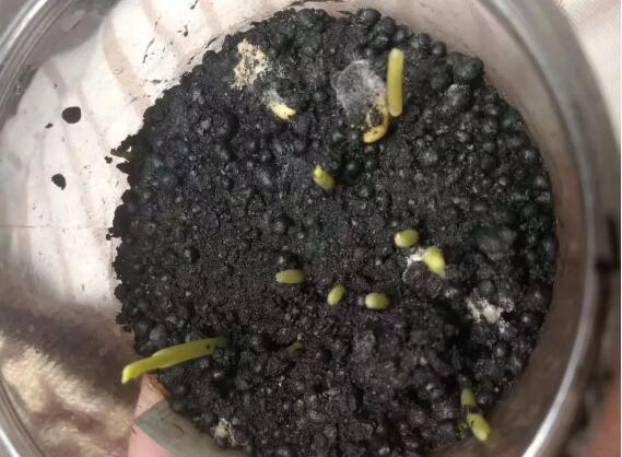 有機肥會燒苗嗎?可以直接育苗的“有機肥”是什么情況?