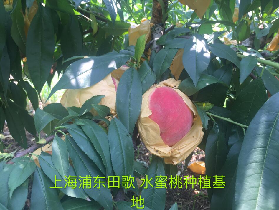 Ϻ֖|ˮ̼ЙCʷNֲ