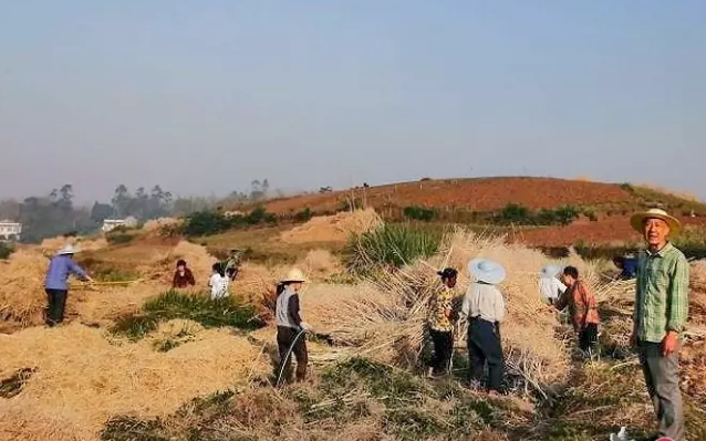 變廢為寶,自貢兩萬噸秸稈變身有機肥