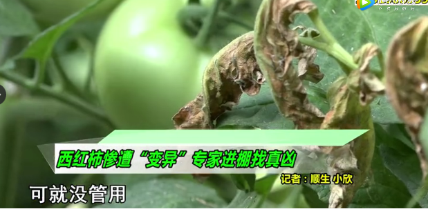 tuSrIr岿SЙCҪ