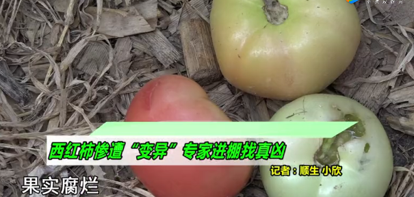 tuSrIr岿SЙCҪ